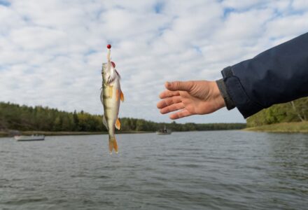 Fishing in Finland Merikoivula